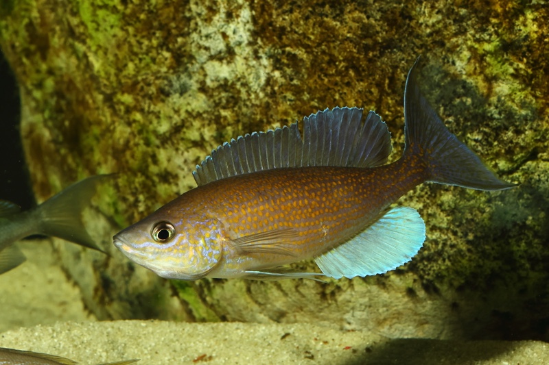 Cyprichromis pavo 'Katete'